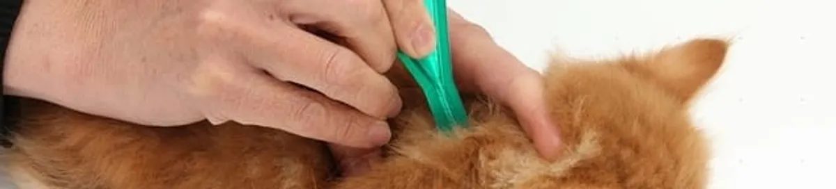 Flea treatment for pets using a flea comb, a sign of flea problems in Columbus, GA
